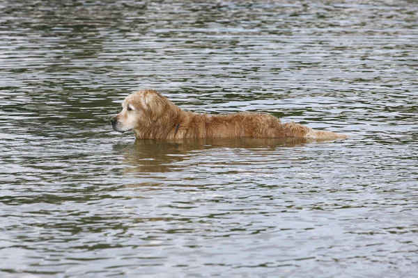 Золотой ретривер в воде — стоковое фото