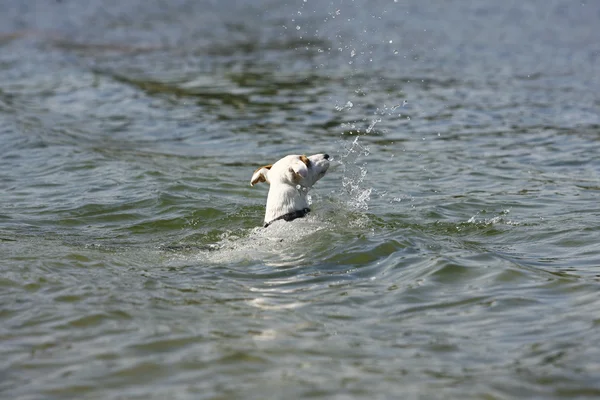 Собака в воде — стоковое фото