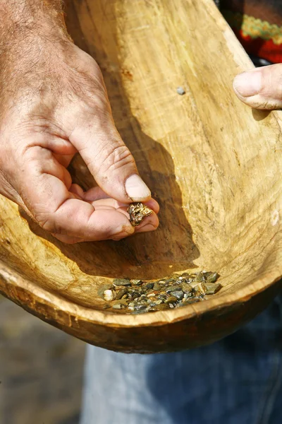 Panning ouro no rio com panela de madeira velha — Fotografia de Stock