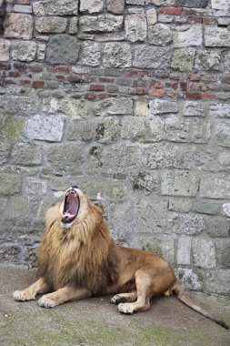 Erkek aslan hırıltı ve tehlikeli diş gösterilen