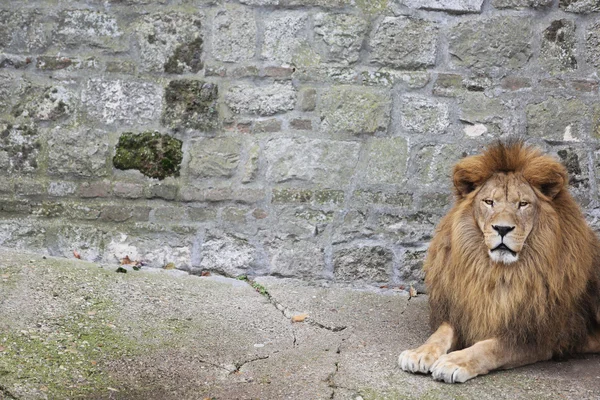 Grande, Poderoso Leão Masculino Senta-se em um Pedregulho Alto — Fotografia de Stock