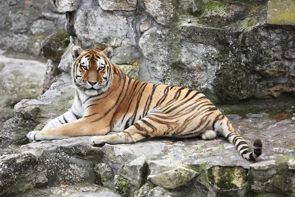 Tygr ussurijský na jeho území — Stock fotografie