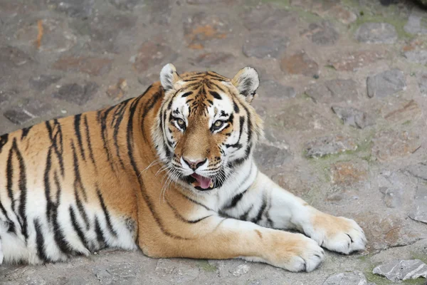 Tygr ussurijský na jeho území — Stock fotografie