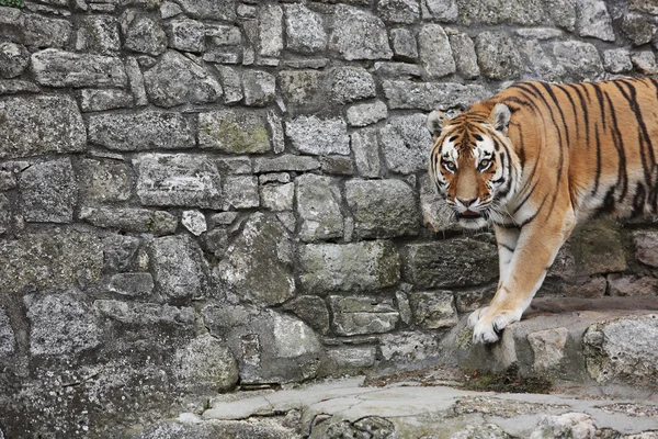 Tigre sibérien sur son territoire — Photo