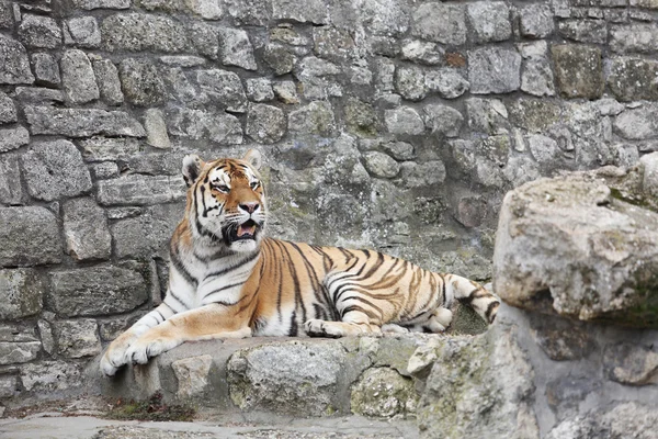 Tigre sibérien sur son territoire — Photo