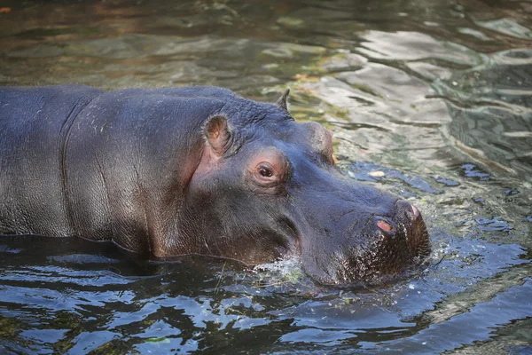 Hippo vila i vattnet — Stockfoto