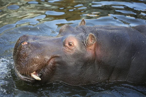 Hippo vila i vattnet — Stockfoto