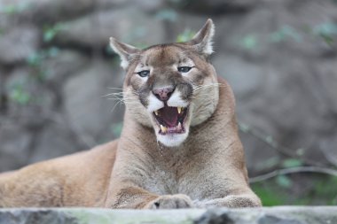 Puma ağzını biraz açık