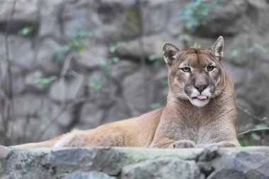 Puma Licking Lips in Enclosure Felis Concolor clipart