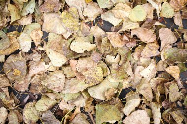 Yere düşen sonbahar sarı yapraklar