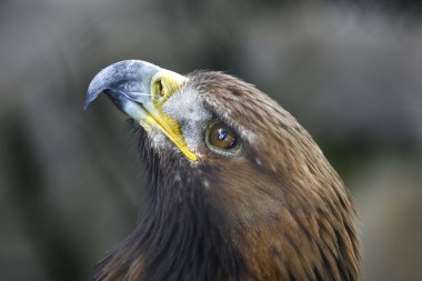 Altın Kartal orel skalni