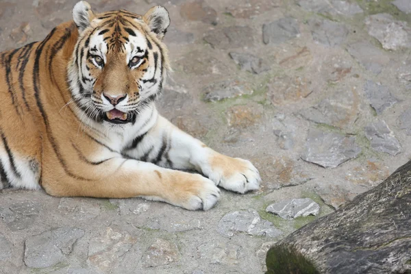 Tigre prédateur se reposant après un repas — Photo