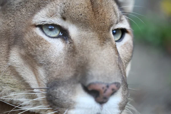 Dinlenme sırasında yeşil göz poz ile puma — Stok fotoğraf