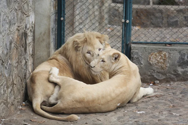Dos leones blancos mostrando el amor — Foto de Stock