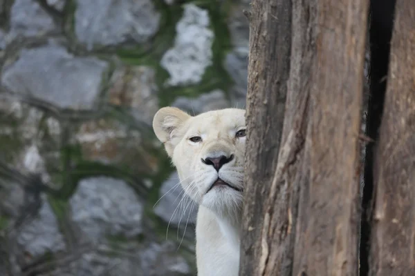 White Lioness Looks Hidden Behind the Tree — Stock Photo, Image