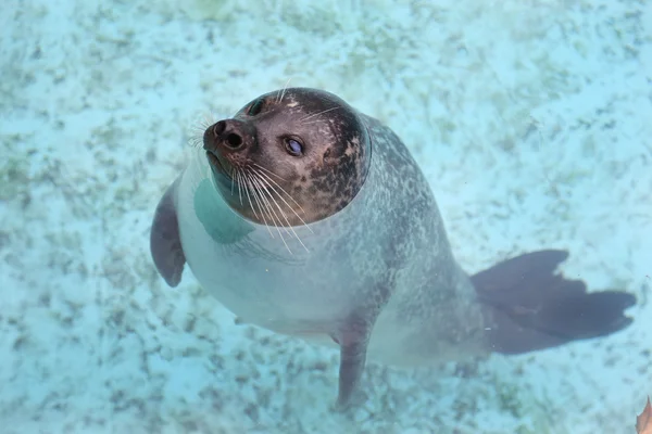 Harbour Seals njuter av sin miljö — Stockfoto