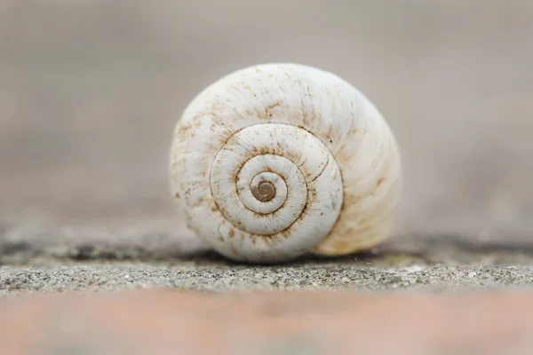 Macro lege kleine Shell slak op Brick — Stockfoto