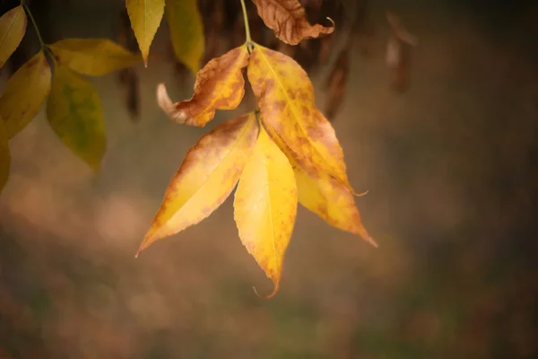 Feuilles jaune automne tombées sur le sol — Photo