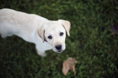 Bebek pappy beyaz labrador yeşil çimenlerin üzerinde bak kamera