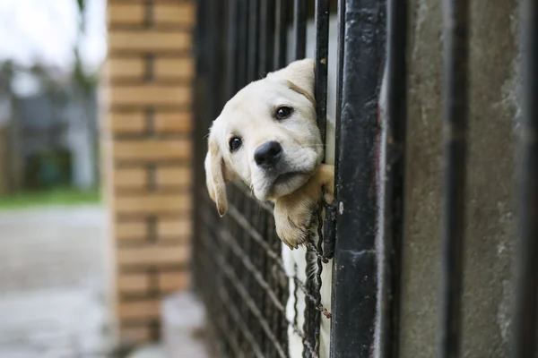 Baba Angéla fehér labrador-ban kalitka — Stock Fotó