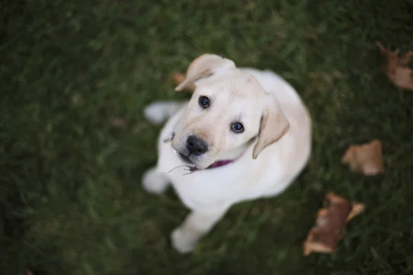 Baby pappy white labrador on green grass and leafs — Stock Photo, Image