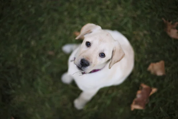 Bebek pappy labrador yeşil çimenlerin üzerinde beyaz ve yapraklar — Stok fotoğraf