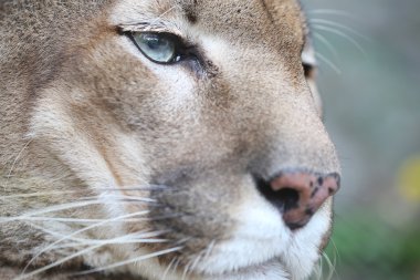 Puma dinlenme ve düz arıyorsunuz