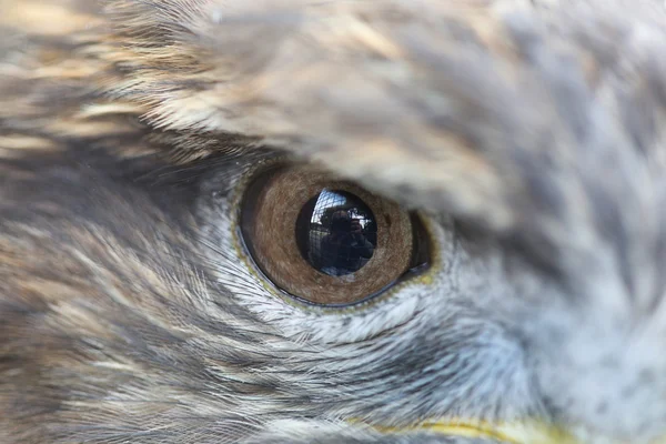 Jedno oko orzel — Zdjęcie stockowe