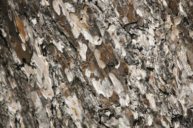 Çam kabuğu ve yakın çekilmiş fotoğrafı