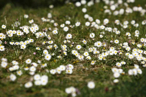 Field Chamomile and Green Grass — Stock Photo, Image