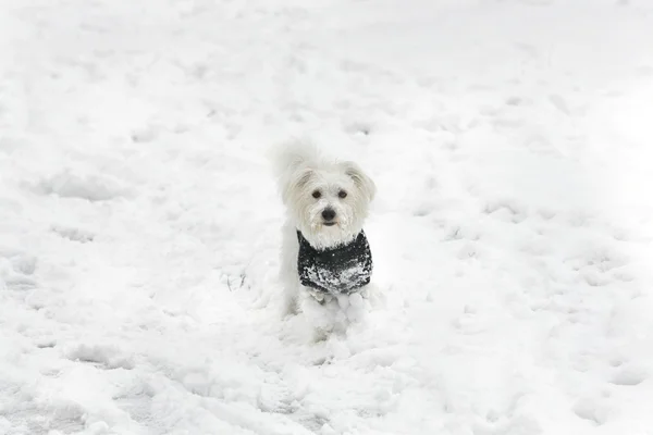 Little Maltese Puppy In Snow — Stock Photo, Image