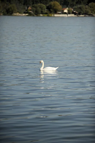 Latar Belakang Refleksi Air Swans — Stok Foto