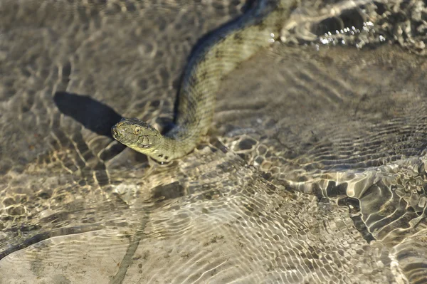 Cobra de água nadou para Shore — Fotografia de Stock