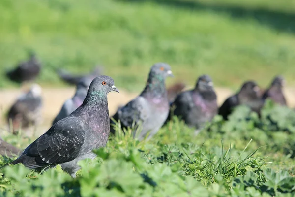 Pombos de pé curiosos na grama — Fotografia de Stock