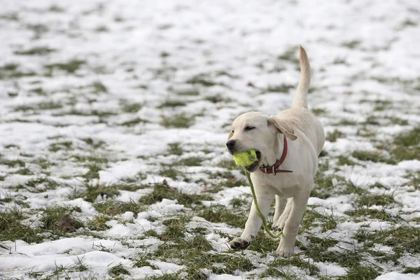 Labrador Retriever Puppy In Yard Play on Winter — Stock Photo, Image