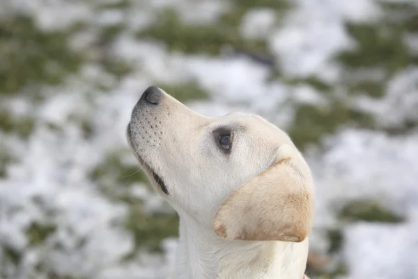 Labrador Retriever Puppy In Yard on Winter Looking At Left — Stock Photo, Image