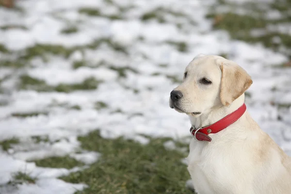 Labrador Retriever Puppy In Yard Standing And Looking to Left — Stock Photo, Image