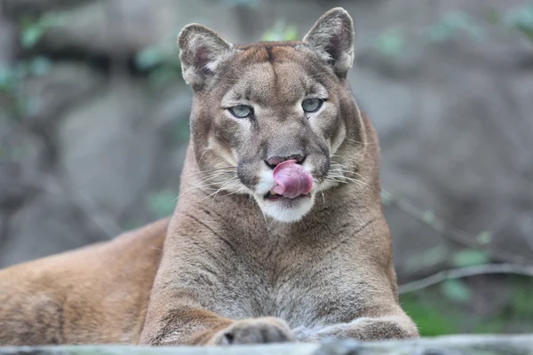 Ritratto di pantera di puma di puma di montagna puma che colpisce una posa — Foto Stock