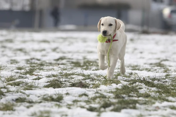 Labrador Retriever cucciolo in iarda eseguire con piccola palla Foto Stock