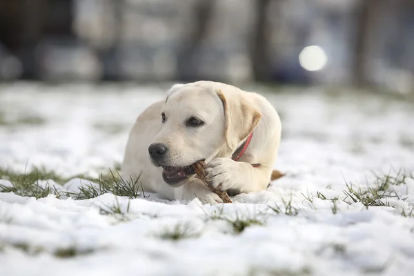 Labrador Retriever Puppy In Yard in inverno sdraiato e giocare con il legno Fotografia Stock