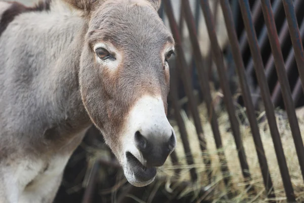 Burro selvagem comendo a grama — Fotografia de Stock