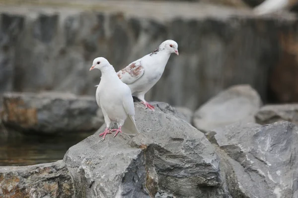 Paloma de dos palomas blancas en piedra —  Fotos de Stock