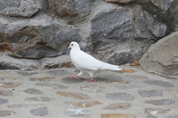 Белый голубь на камне — стоковое фото