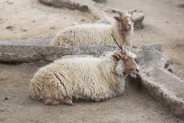 Two Wild White Goat Ibex seating on Ground — Stock Photo, Image