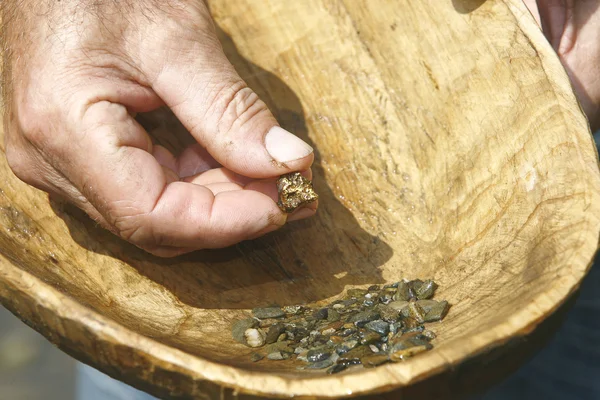 Rio escavador de ouro segurando pepita em uma tigela de madeira — Fotografia de Stock