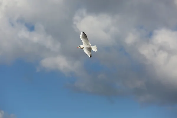 Vol de mouette dans le ciel bleu nuage — Photo