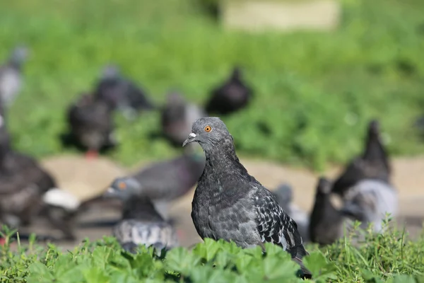 Толпы голубей на зеленой лужайке — стоковое фото