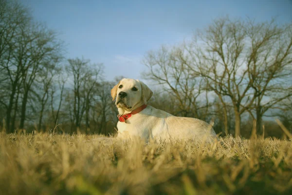 草ビンテージ レトロ Instagram フィルターの上に座ってのラブラドール子犬 — ストック写真