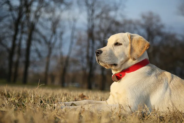 Weihnachtsbaum dekorieren Labrador Retriever Welpe im Hof auf sunsetongrünem Hintergrund — Stockfoto