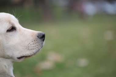 Sara Labrador retriever köpek bahçede